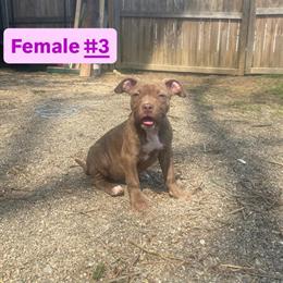 10 Week Old American Bully Puppies for Adoption in Akron, oh