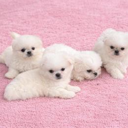 Maltese X Pekingese Puppies Looking for New Homes in Cleveland, oh