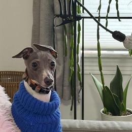 Italian Greyhound for Sale - One Year Old Sweetheart in Philadelphia, pa
