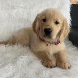 Golden Retriever Ready for a Loving Home in Lady Lake, fl
