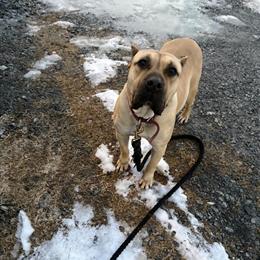 Presa Puppies Available in Roanoke Rapids, nc