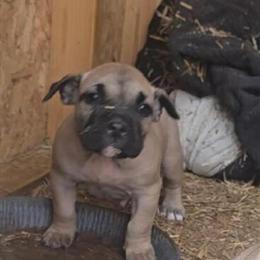Presa Canario Puppies Ready for New Homes in Roanoke Rapids, nc