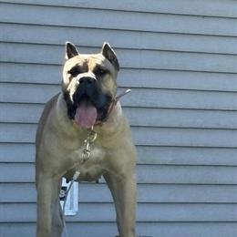 Presa Canario Female for Adoption in Roanoke Rapids, nc