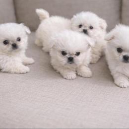 Maltese Pekingese Puppies Ready for New Homes in Cleveland, oh