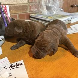 AKC Chocolate Labrador Retriever Puppies Available in Kingman, in