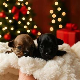 Yorkshire Terrier Girls for Adoption in Columbia, mo