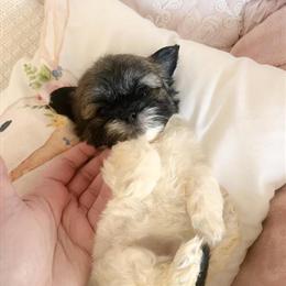 Shih Tzu Puppy Raya - Adorable Female Ready for a Loving Home in Cleveland, oh