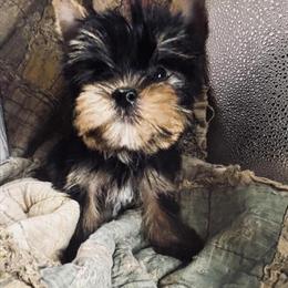 Yorkshire Terrier Boys Looking for New Homes in Columbia, mo