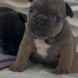 French Bulldog Puppies Available in Port Saint Lucie, fl