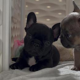 French Bulldog Puppies Available in Port Saint Lucie, fl
