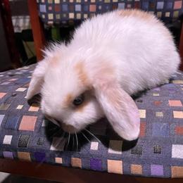 Holland Lop Bunnies for Sale in Eastpointe, mi