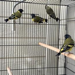 Black Hooded Siskins for Sale in Ramona, ca