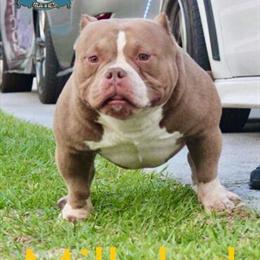 Milkdud the ABR Registered Stud Dog Available in Orlando, fl
