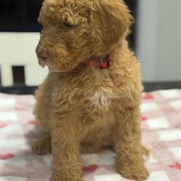 Female F1b Golden Doodle Puppy Ready for a New Home in Maysville, ky