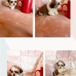 Adorable Shih Tzu Puppy Rella Ready for a Loving Home in Cleveland, oh
