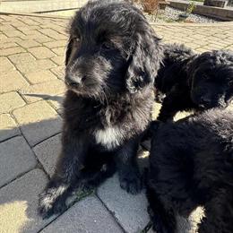Goldendoodle Puppies Available in Williamstown, ky