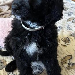 F1 Goldendoodle Puppies Available in Williamstown, ky