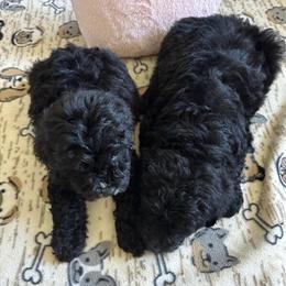 Goldendoodle Puppies Available in Williamstown, ky