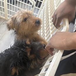 Bernedoodle Puppies for Sale - 3 Months Old in Harper Woods, mi