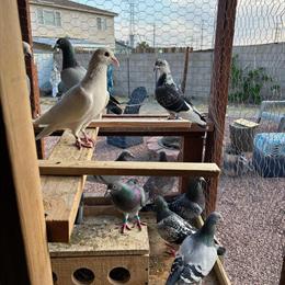 American Union Band Pigeons for Racing - Breeding Champion in Victorville, ca