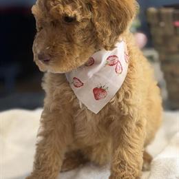 Female F1B Golden Doodle Available in Maysville, ky