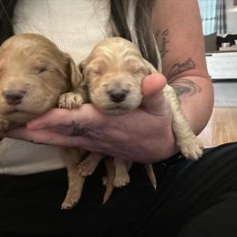 F1b Golden Doodles Available for Adoption in Maysville, ky