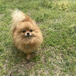 Adult Female Pomeranian for Adoption in Jacksonville, nc