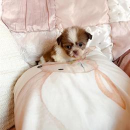 Tiny Shih Tzu Puppy Renley Looking for a Loving Home in Cleveland, oh