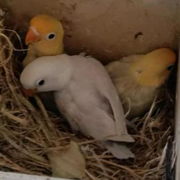 Lovebirds Available in Various Colors in Bonita Springs, fl