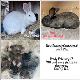 Giant Continental Puppies Available in Staten Island, ny