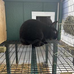 Rex Rabbit Breeding Buck for Sale - 1 Year Old, Big Size in Staten Island, ny