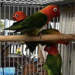 Lovebirds Opaline for Sale - $80 Each in Staten Island, ny