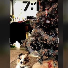 Australian Shepherd Puppy - 5 Months Old, Needs a Loving Home in Cadillac, mi