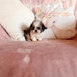 Tiny Shih Tzu Puppy Rosie Ready for a Loving Home in Cleveland, oh