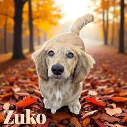 Dachshund Cream Brindle Available for Stud in KY in Mount Sterling, ky