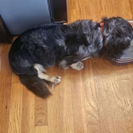 Dachshund Stud - Black & Cream Dapple Longhair AKC CKC in Mount Sterling, ky