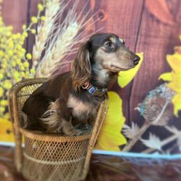 Dachshund for Stud - Chocolate and Cream in Mount Sterling, ky