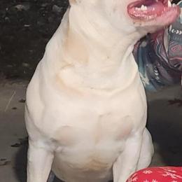 American Bully Male - ABR Registered Standard in Wilkesboro, nc