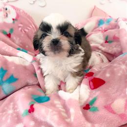Shih Tzu Puppy Ted Ready for a Loving Home in Cleveland, oh