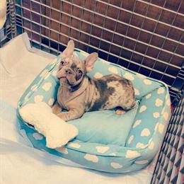Male French Bulldog Puppy Ready for a Forever Home in Clio, mi