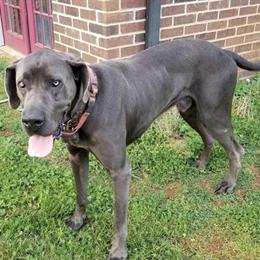 Male Great Dane Puppy Available for Adoption in Hickory, nc