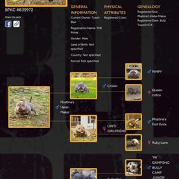 American Bully Prime Available for Stud in Rochester, ny