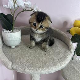 Scottish Fold Kittens Looking for Loving Homes in Palatine, il