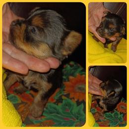 Male AKC Yorkshire Terrier Puppy Available Soon in Jacksonville, nc
