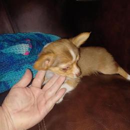 Male Chihuahua Puppy Ready for Adoption in Jacksonville, nc