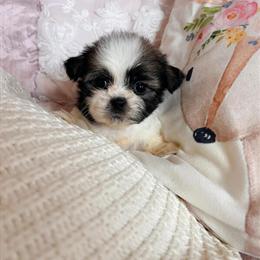 Tiny Male Shih Tzu Puppy Roo Ready for a Loving Home in Cleveland, oh