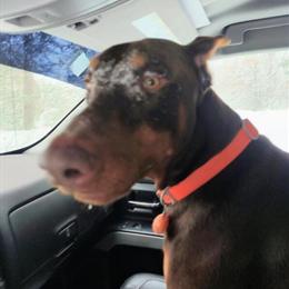 Red Male Doberman Stud Service - 2 Years Old, Health Tested in Lansing, mi