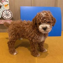 Toy Poodle puppies available, born January 23, 2026 in Muncie, in