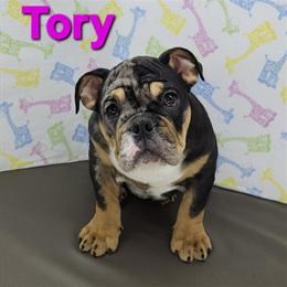 English Bulldog Female Pup Tory with Unique Markings in Delta, oh