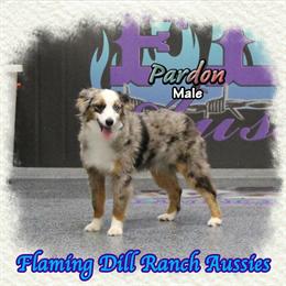 Gorgeous Toy Blue Merle Male Australian Shepherd for $2250 in Denton, tx